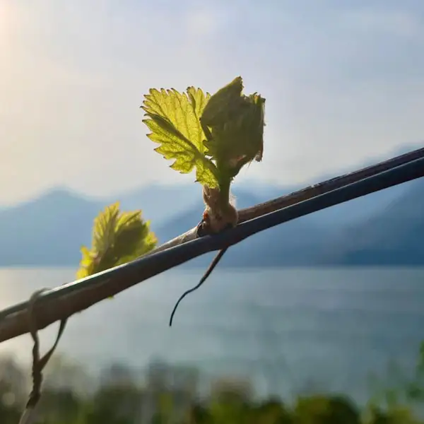 Foto Instagram Tenuta Montecchio