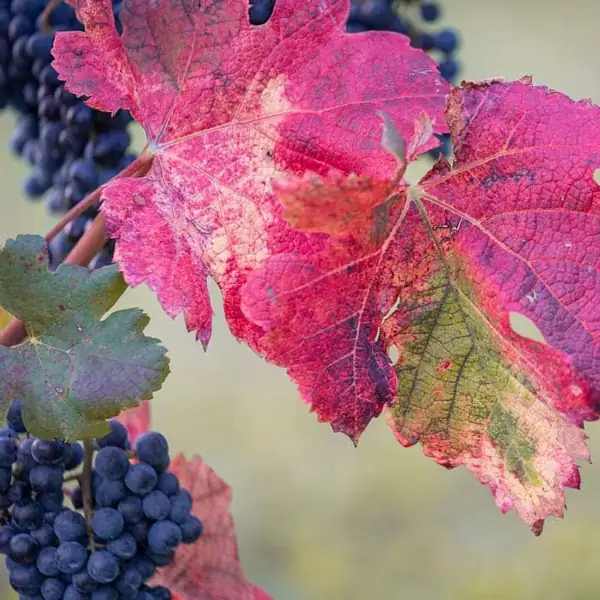 Foto Instagram Tenuta Montecchio