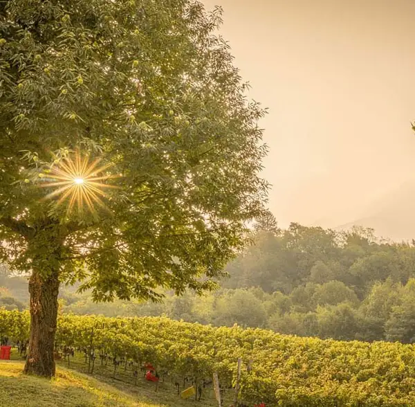 Foto Instagram Tenuta Montecchio