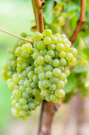 Vitigno Chardonnay
