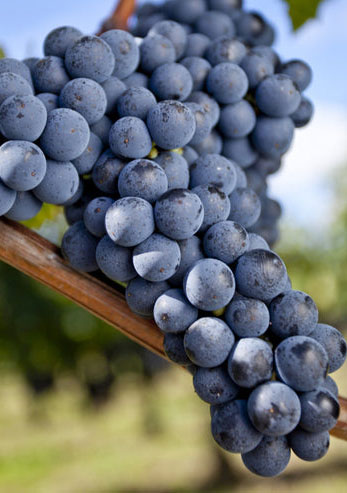 Vitigno Merlot